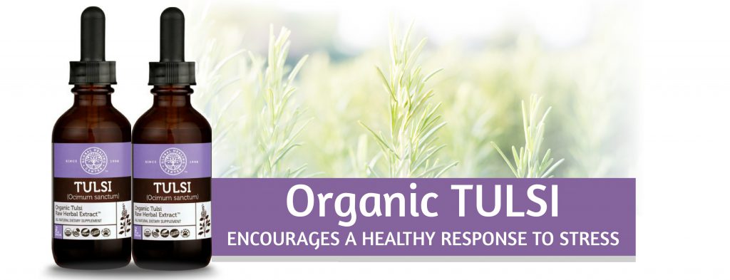 Organic Tulsi/Holy Basil