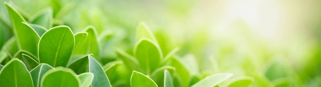 green leaf banner